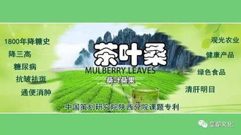 十萬(wàn)畝茶桑蓄勢(shì)億元產(chǎn)值 涇陽(yáng)茶經(jīng)濟(jì)醞釀新特品牌 農(nóng)業(yè)科技研發(fā)